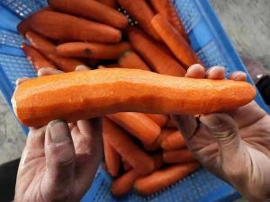 Automatic Carrot Knife Peeling Machine Delivery for Poland Customer